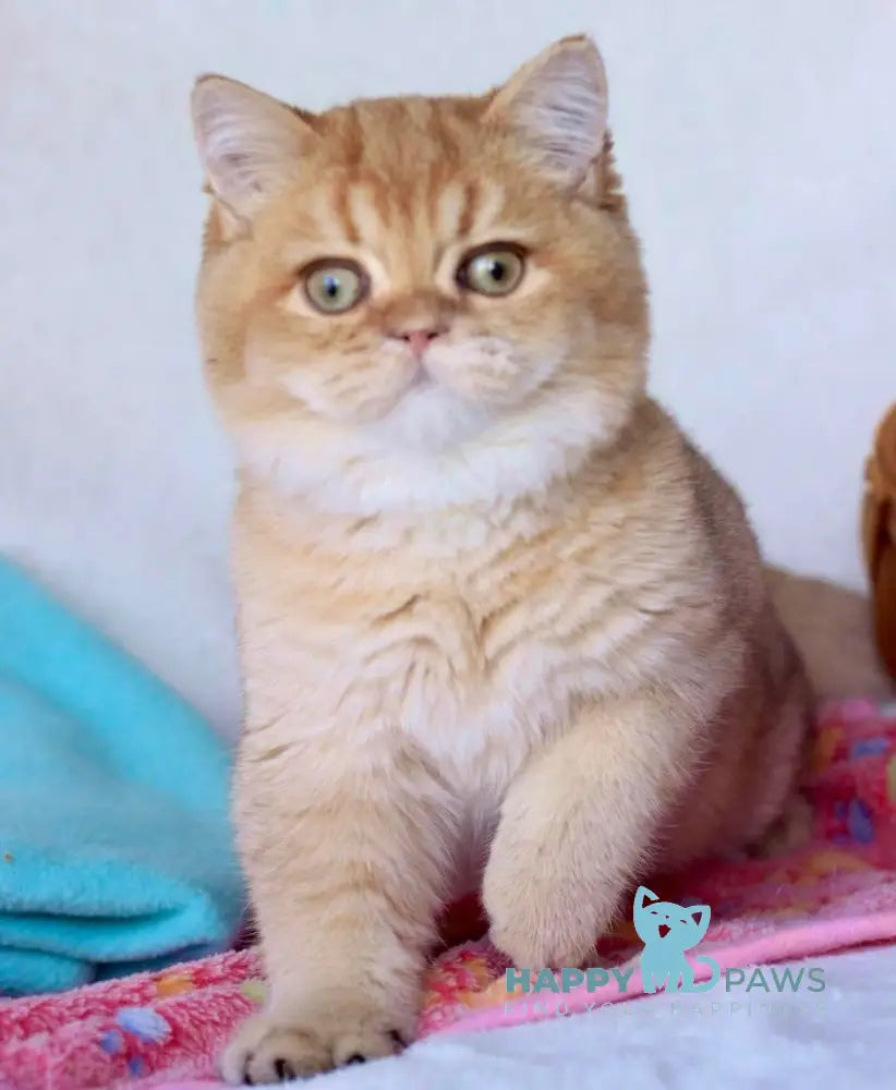 Zhak British Shorthair Male Chocolate Golden Shaded Live Animals