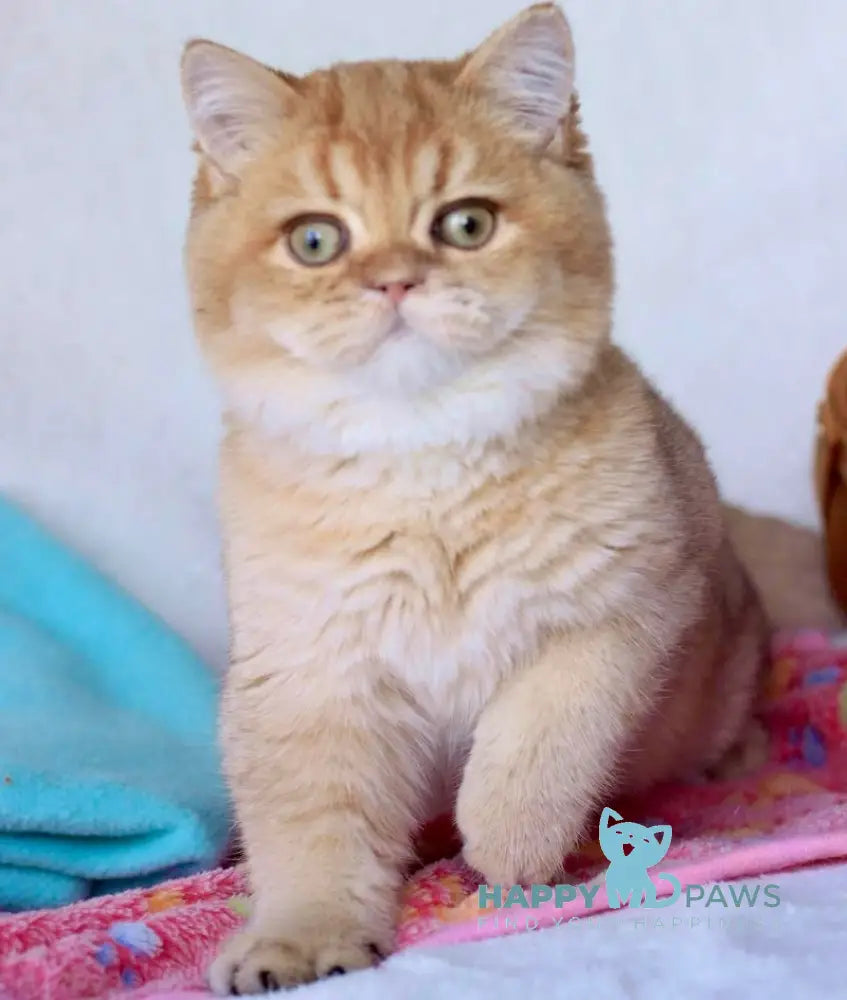 Zhak British Shorthair Male Chocolate Golden Shaded Live Animals