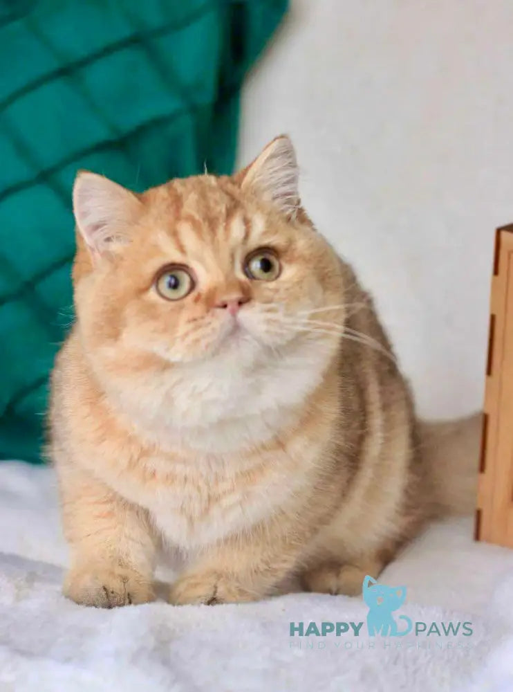 Zhak British Shorthair Male Chocolate Golden Shaded Live Animals