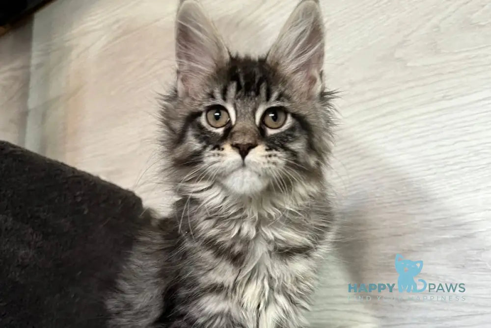 Zhelanna Maine Coon Female Black Tabby Live Animals