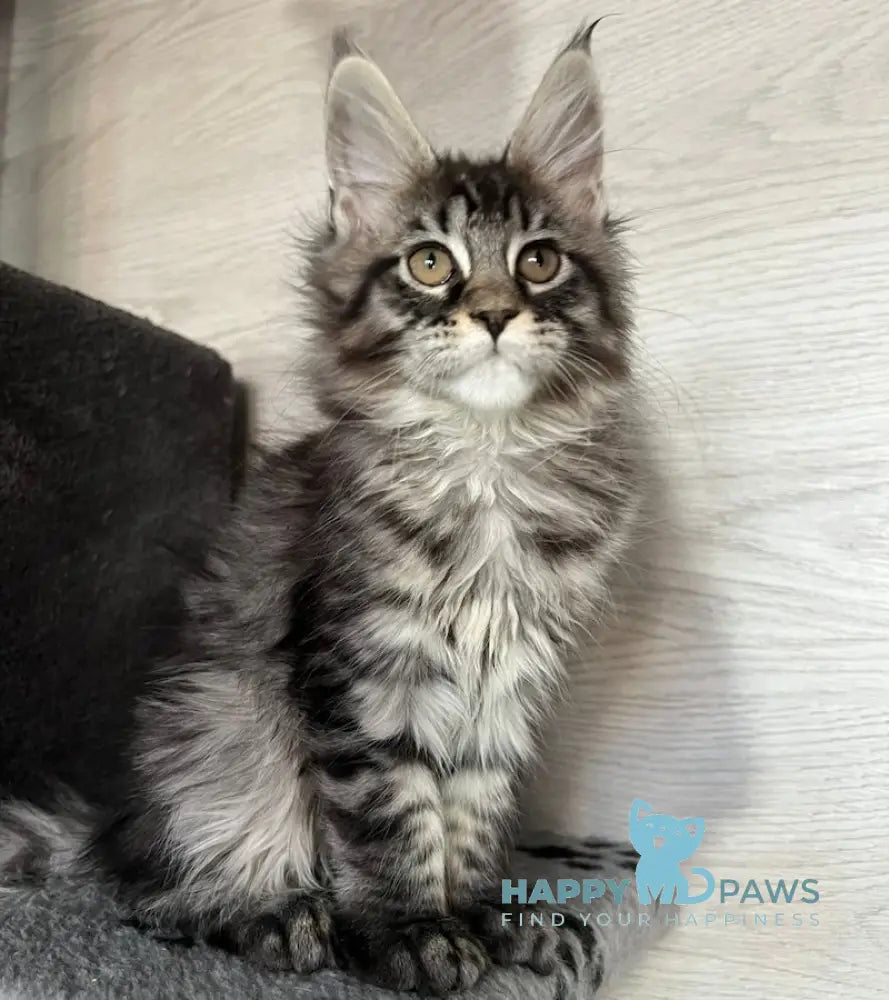 Zhelanna Maine Coon Female Black Tabby Live Animals