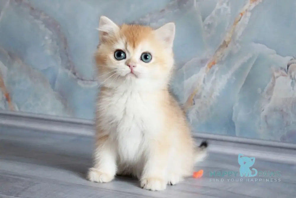 Zhofrey British Shorthair male black golden chinchilla live animals