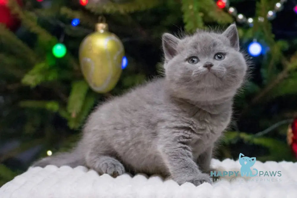 Ziggy British Shorthair Male Blue Live Animals