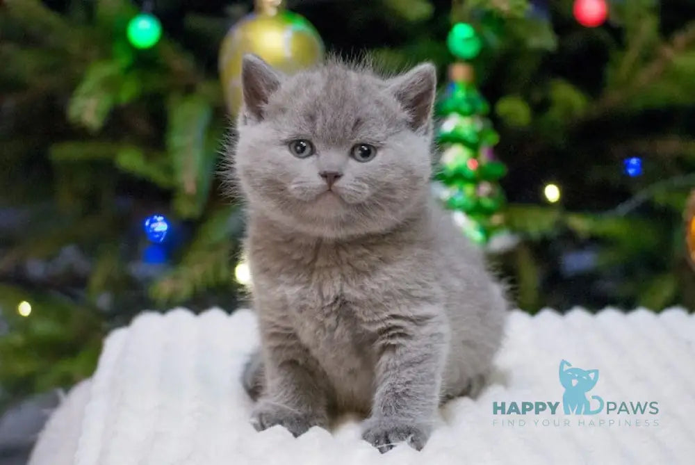 Ziggy British Shorthair Male Blue Live Animals