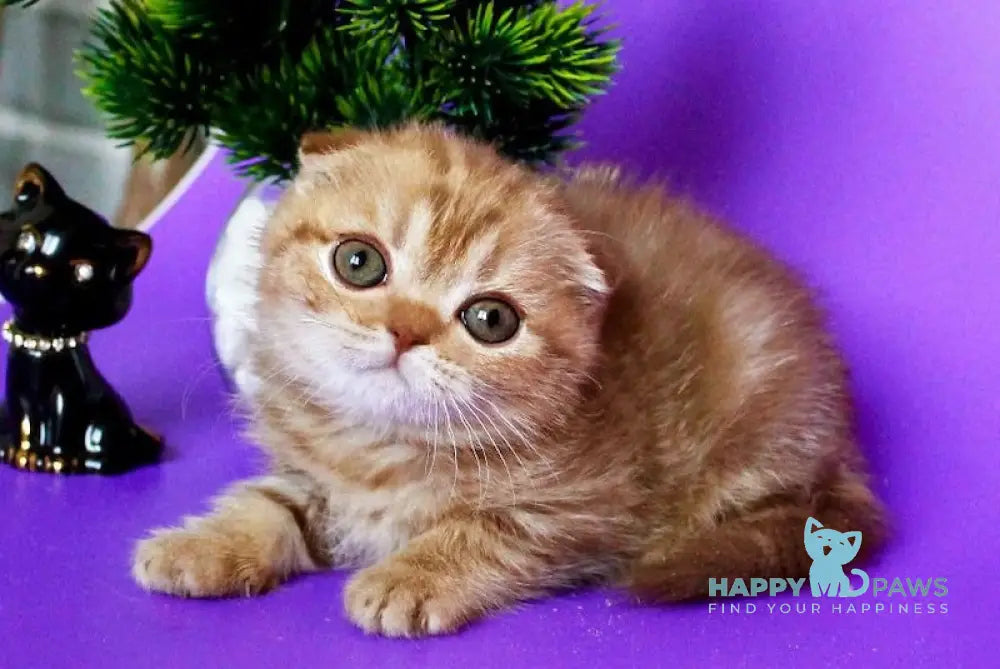 Zima Scottish Fold Female Cinnamon Tabby Live Animals