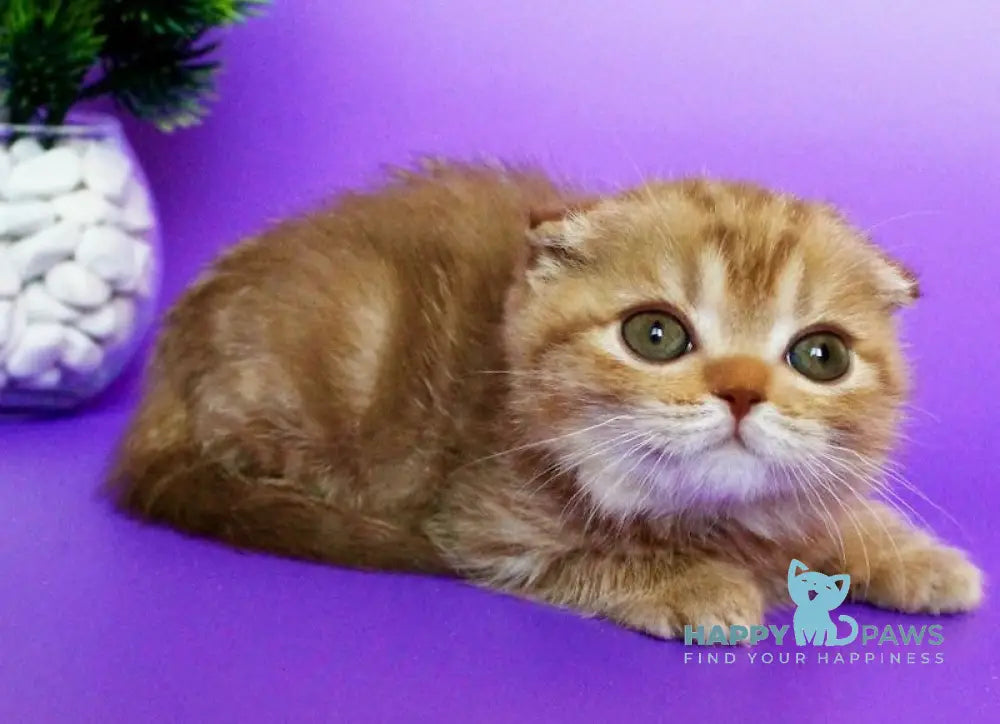 Zima Scottish Fold Female Cinnamon Tabby Live Animals