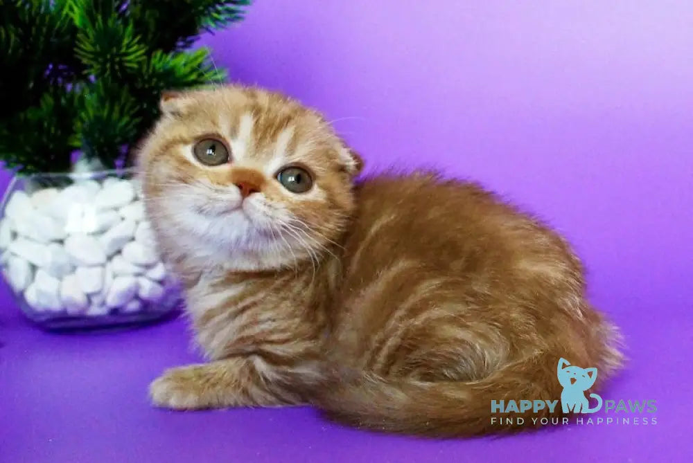 Zima Scottish Fold Female Cinnamon Tabby Live Animals