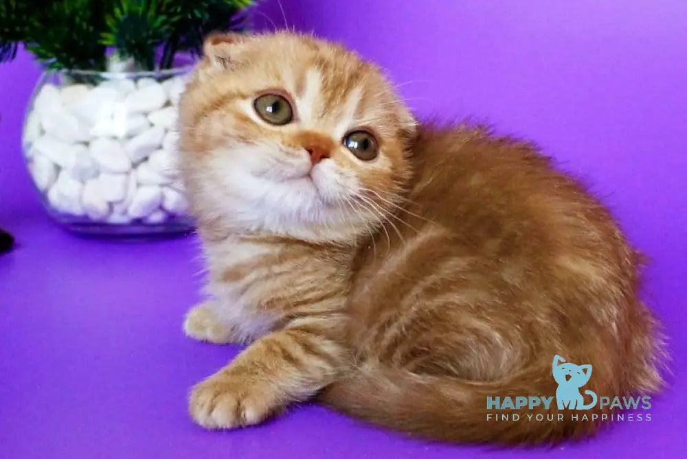 Zima Scottish Fold Female Cinnamon Tabby Live Animals