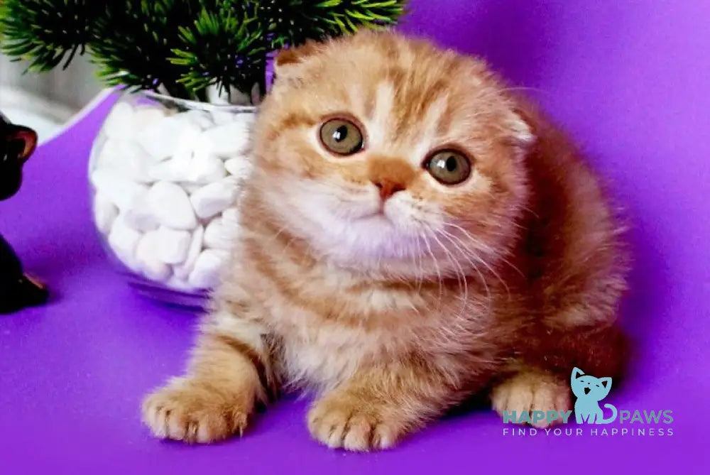 Zima Scottish Fold Female Cinnamon Tabby Live Animals