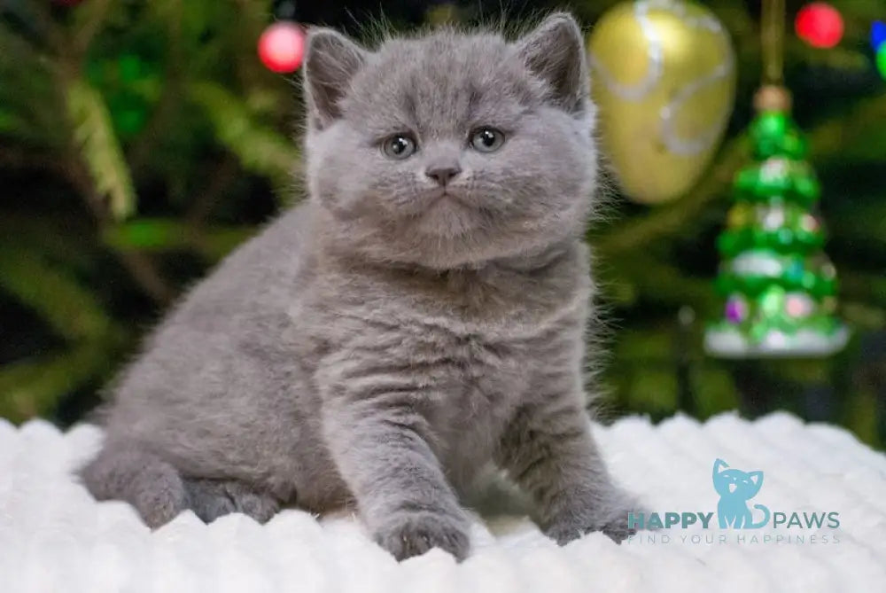 Zinnia British Shorthair Female Blue Live Animals