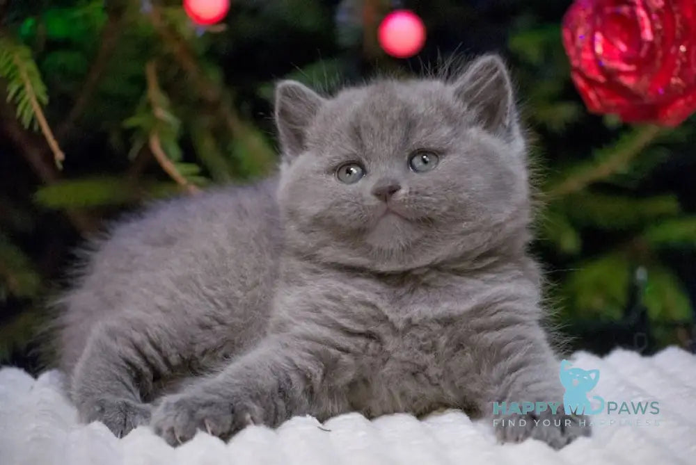 Zinnia British Shorthair Female Blue Live Animals