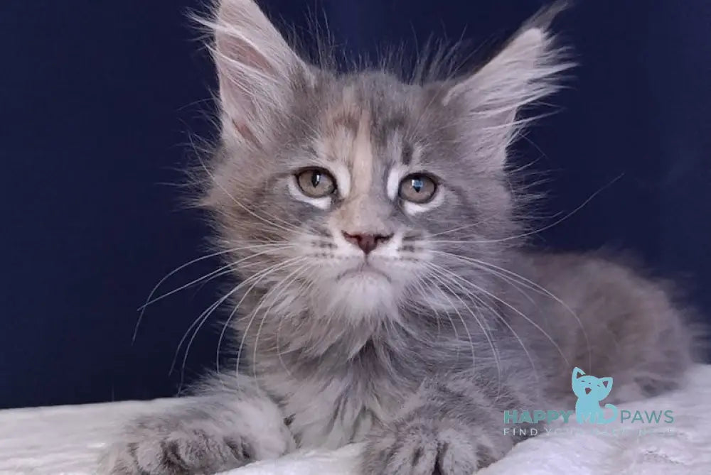 Zlata Maine Coon Female Blue Tortie Tabby Live Animals