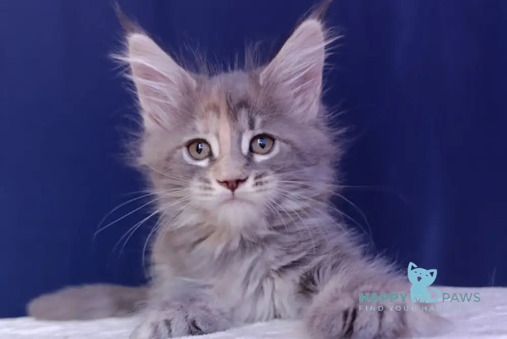 Zlata Maine Coon Female Blue Tortie Tabby Live Animals