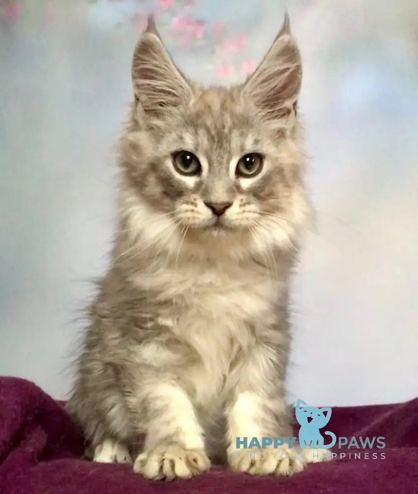 Zodiac Maine Coon Male Black Silver Tabby Live Animals