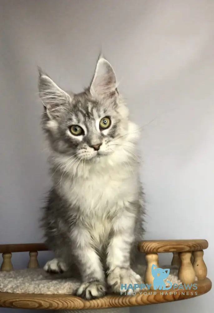 Zodiac Maine Coon Male Black Silver Tabby Live Animals