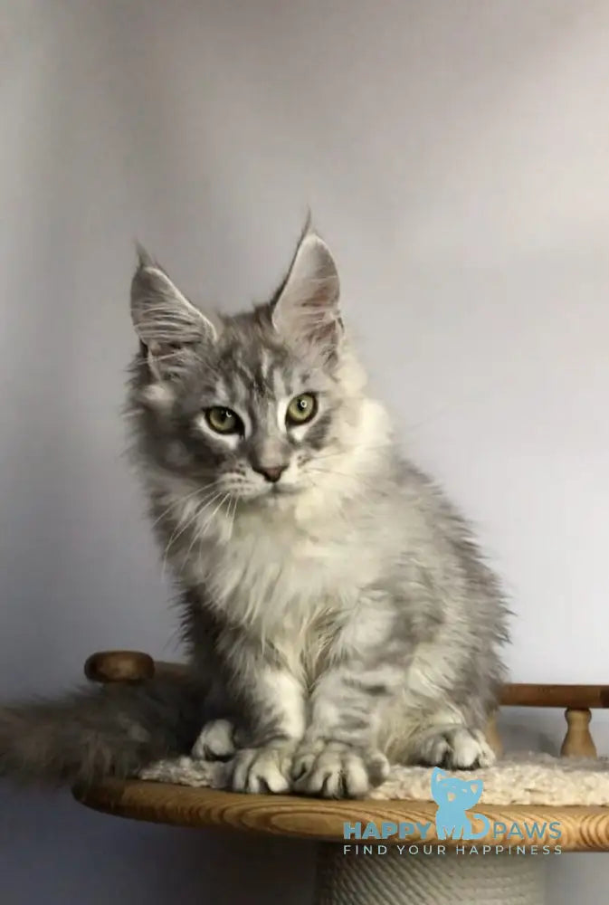 Zodiac Maine Coon Male Black Silver Tabby Live Animals