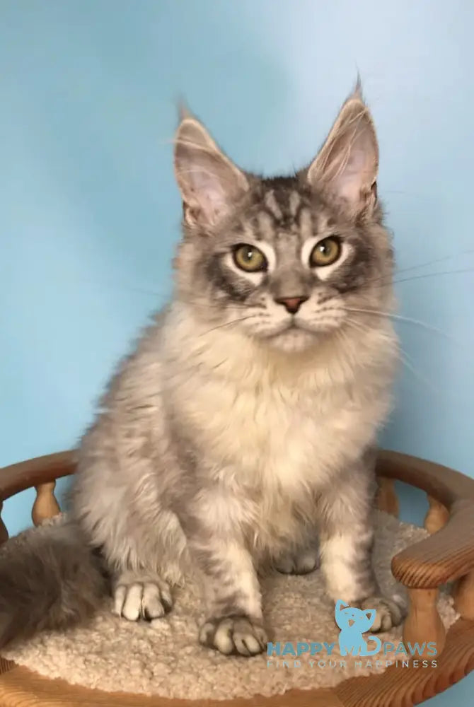 Zodiac Maine Coon male black silver tabby live animals