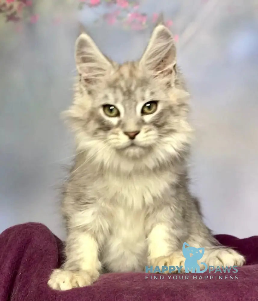 Zodiac Maine Coon Male Black Silver Tabby Live Animals