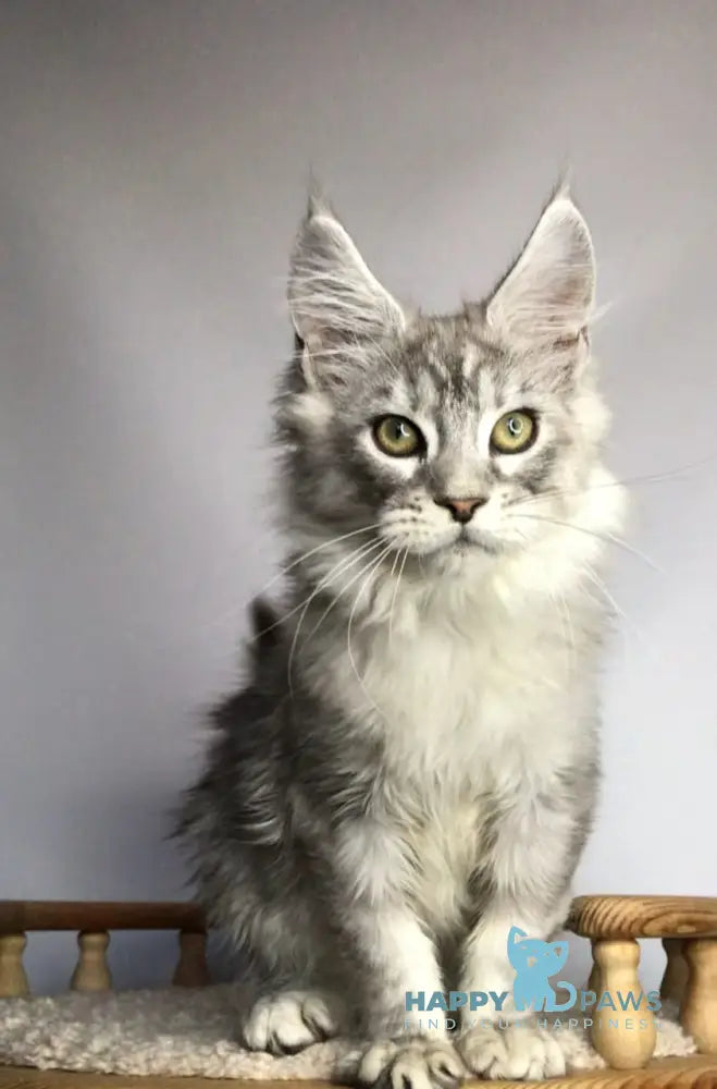 Zodiac Maine Coon Male Black Silver Tabby Live Animals