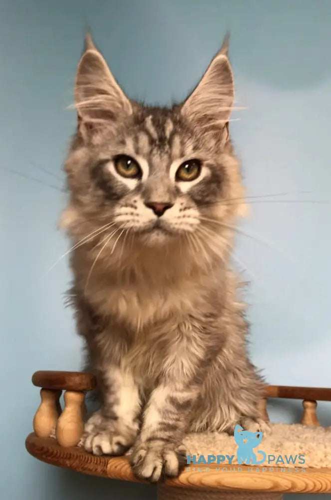 Zodiac Maine Coon male black silver tabby live animals