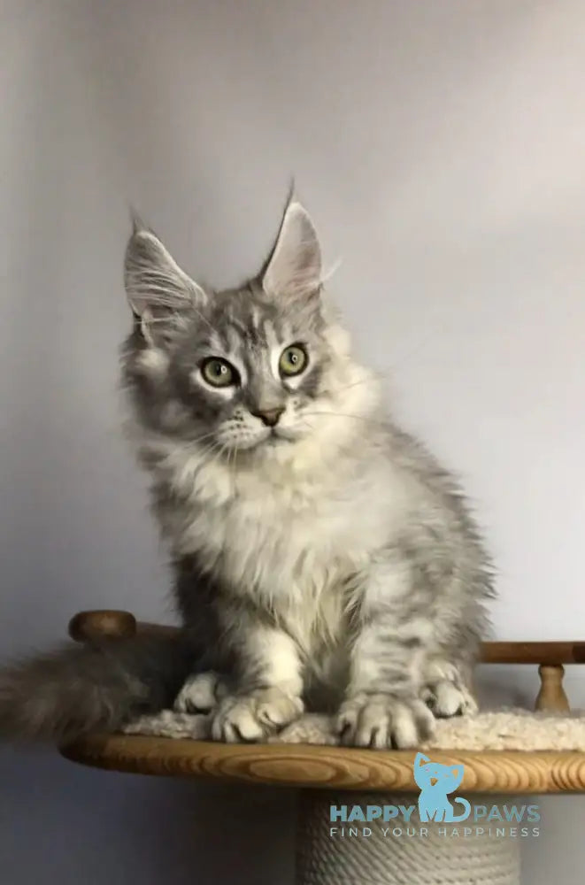 Zodiac Maine Coon Male Black Silver Tabby Live Animals