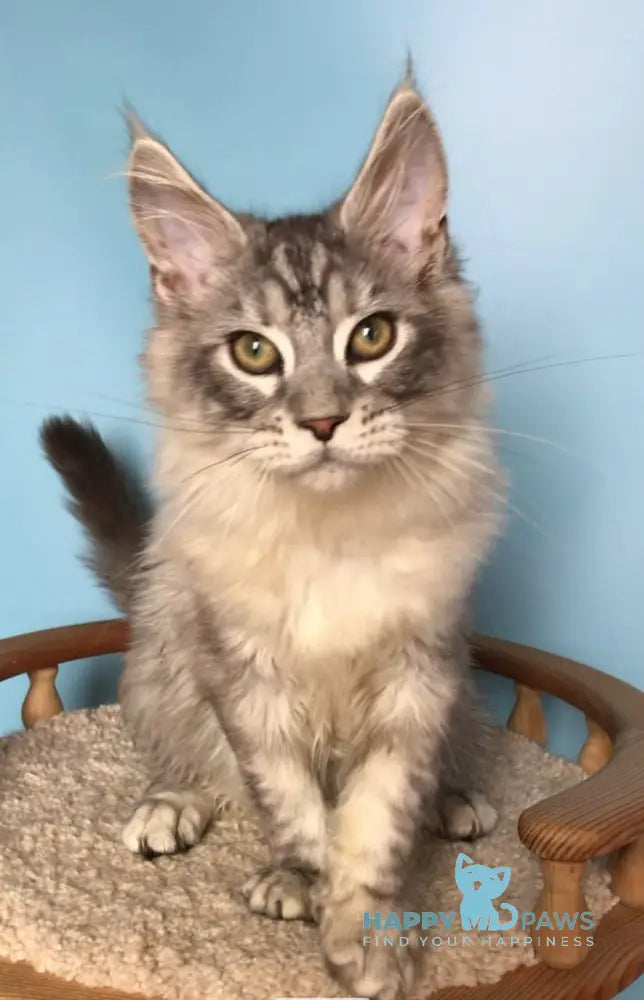 Zodiac Maine Coon male black silver tabby live animals