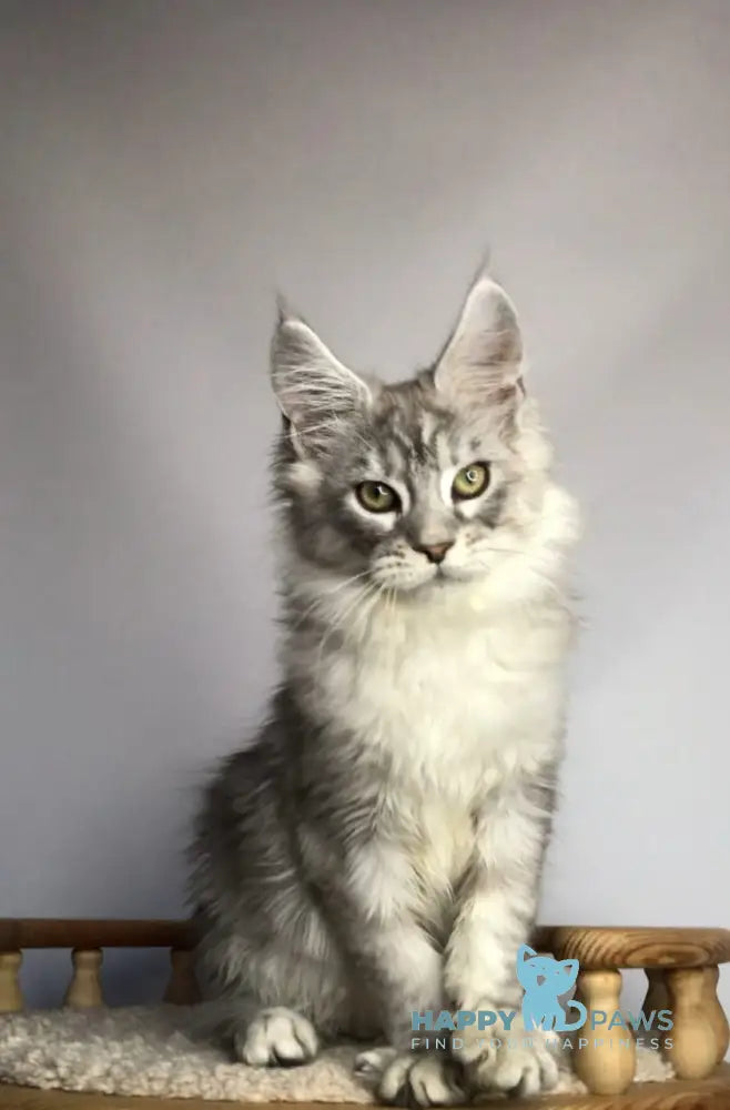 Zodiac Maine Coon Male Black Silver Tabby Live Animals