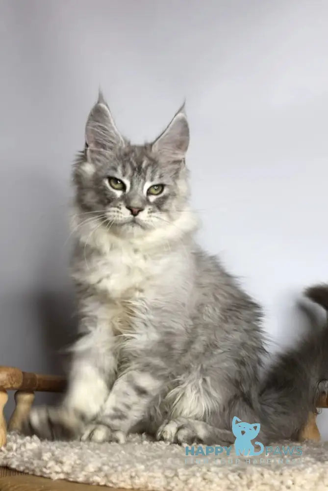 Zodiac Maine Coon Male Black Silver Tabby Live Animals