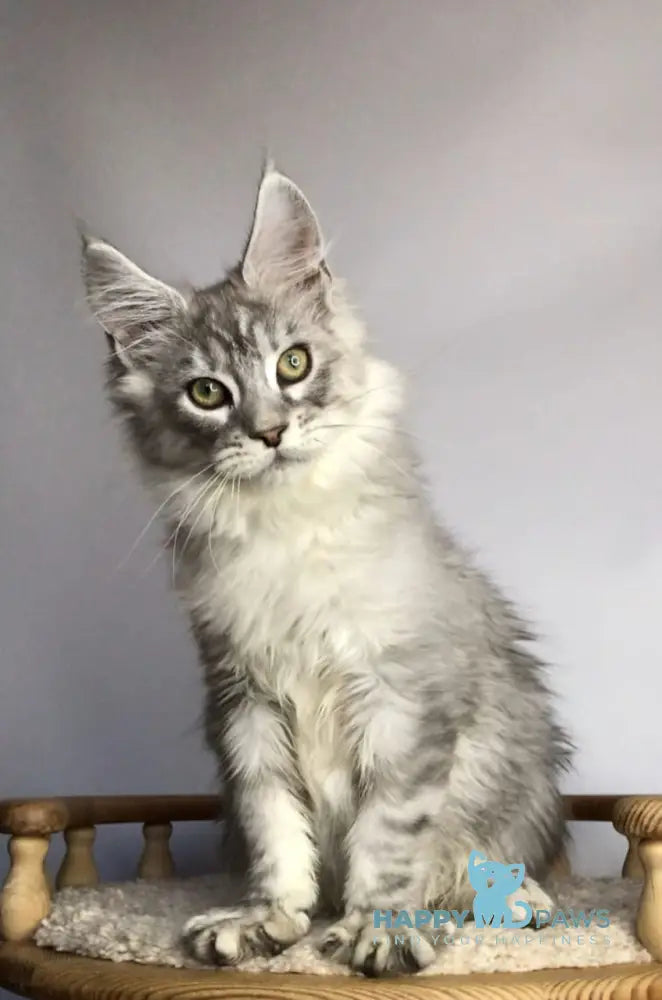 Zodiac Maine Coon Male Black Silver Tabby Live Animals