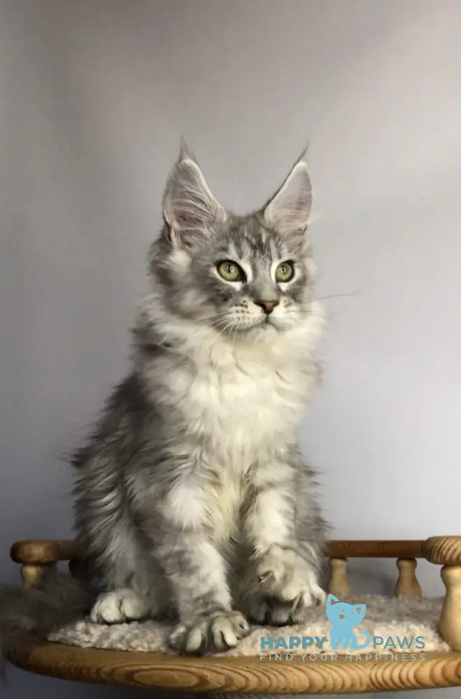 Zodiac Maine Coon Male Black Silver Tabby Live Animals