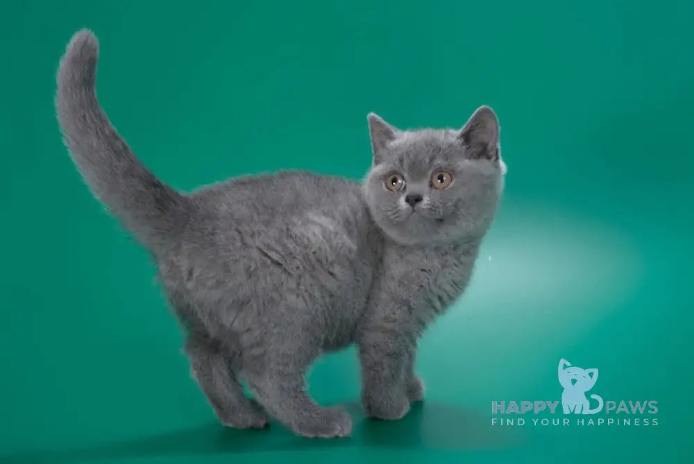 Zoe British Shorthair Female Blue Live Animals