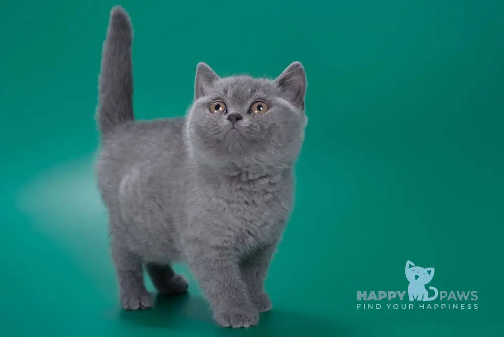 Zoe British Shorthair Female Blue Live Animals