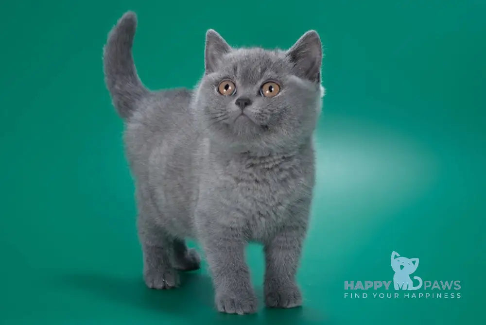 Zoe British Shorthair Female Blue Live Animals