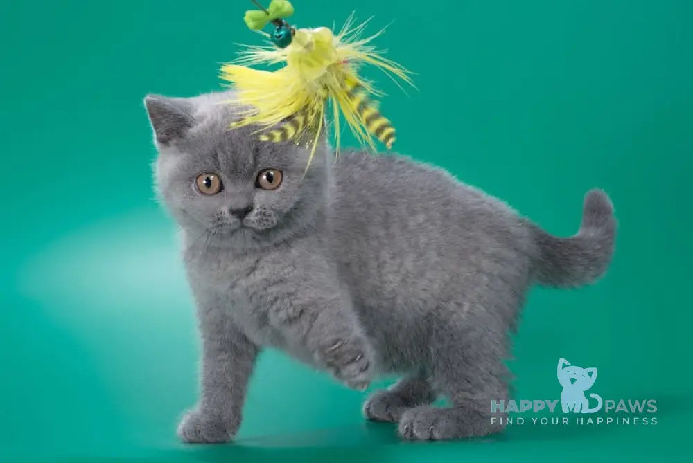 Zoe British Shorthair Female Blue Live Animals