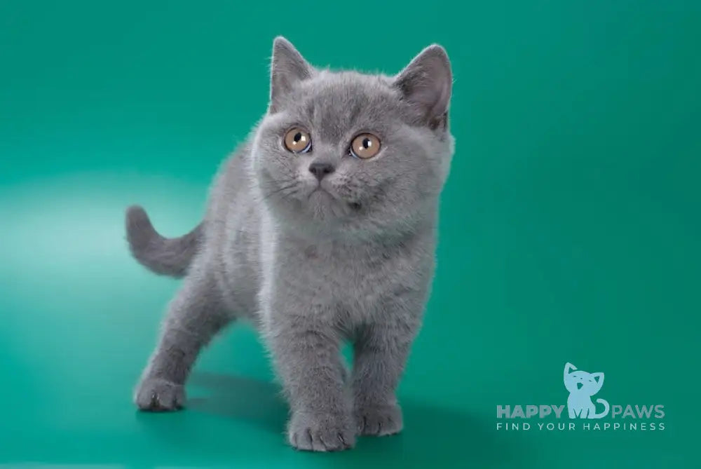 Zoe British Shorthair Female Blue Live Animals