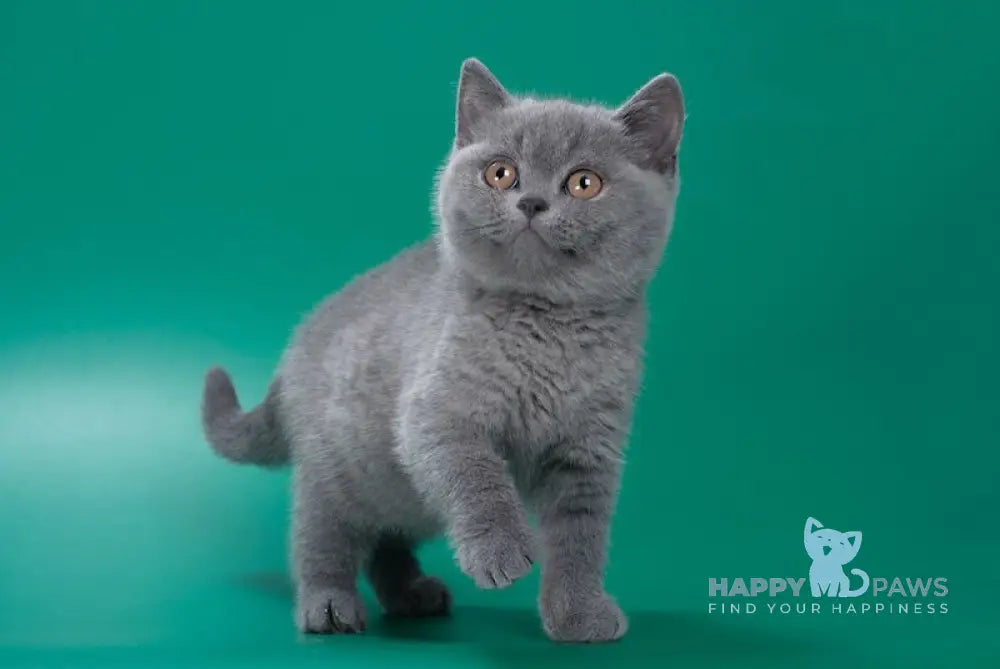 Zoe British Shorthair Female Blue Live Animals