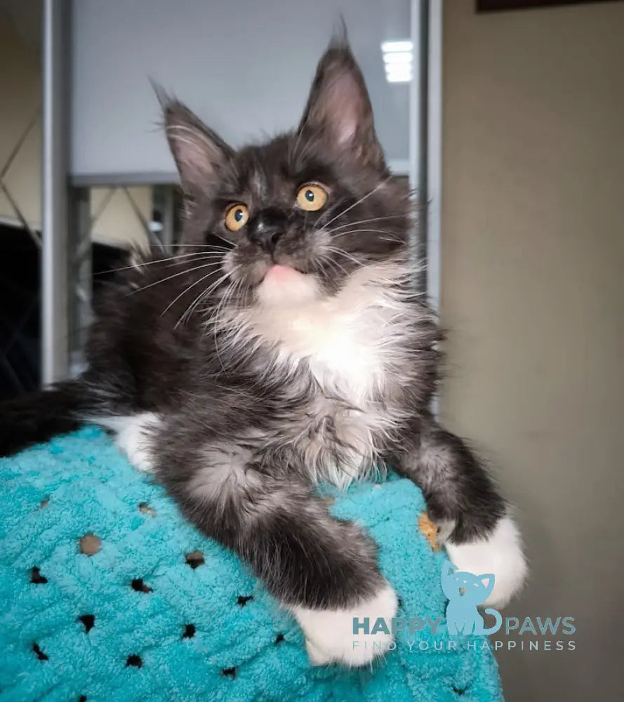 Zorro Maine Coon Male Black Silver With White Live Animals