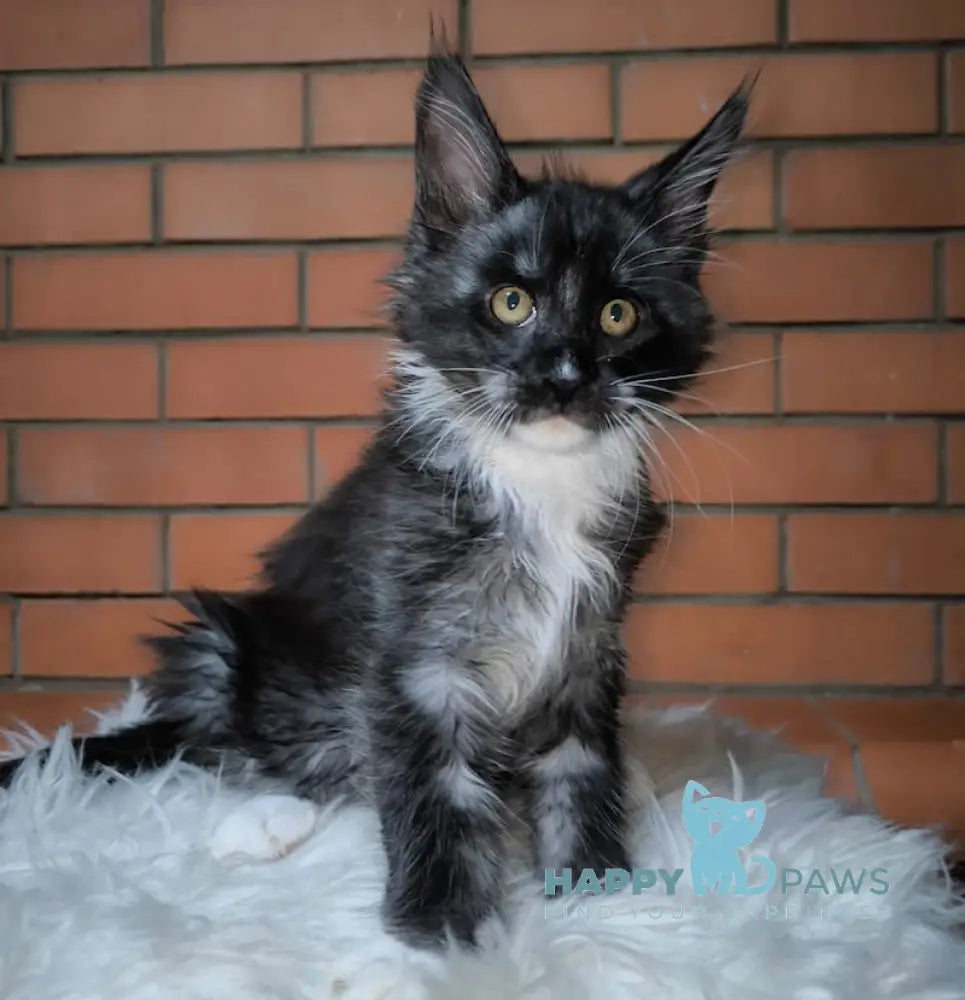 Zorro Maine Coon Male Black Silver With White Live Animals