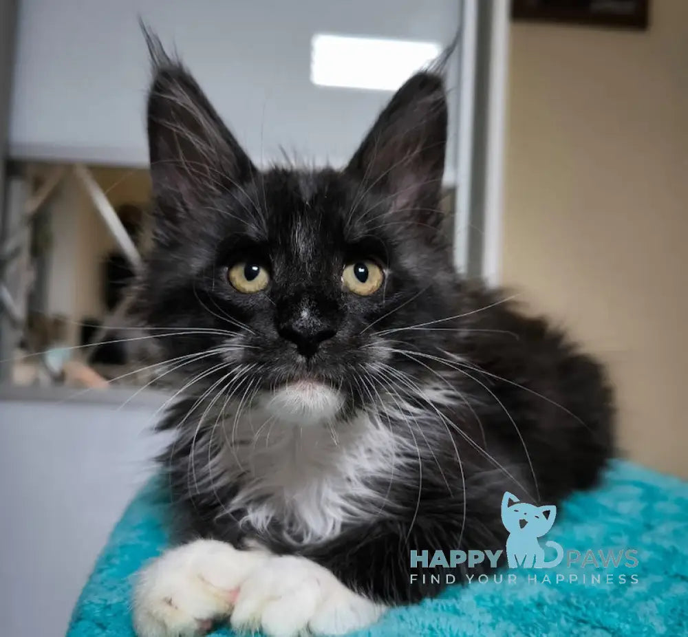 Zorro Maine Coon Male Black Silver With White Live Animals