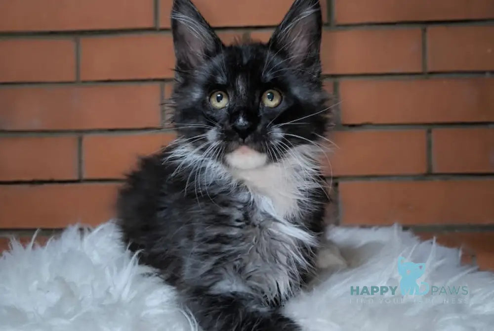 Zorro Maine Coon Male Black Silver With White Live Animals