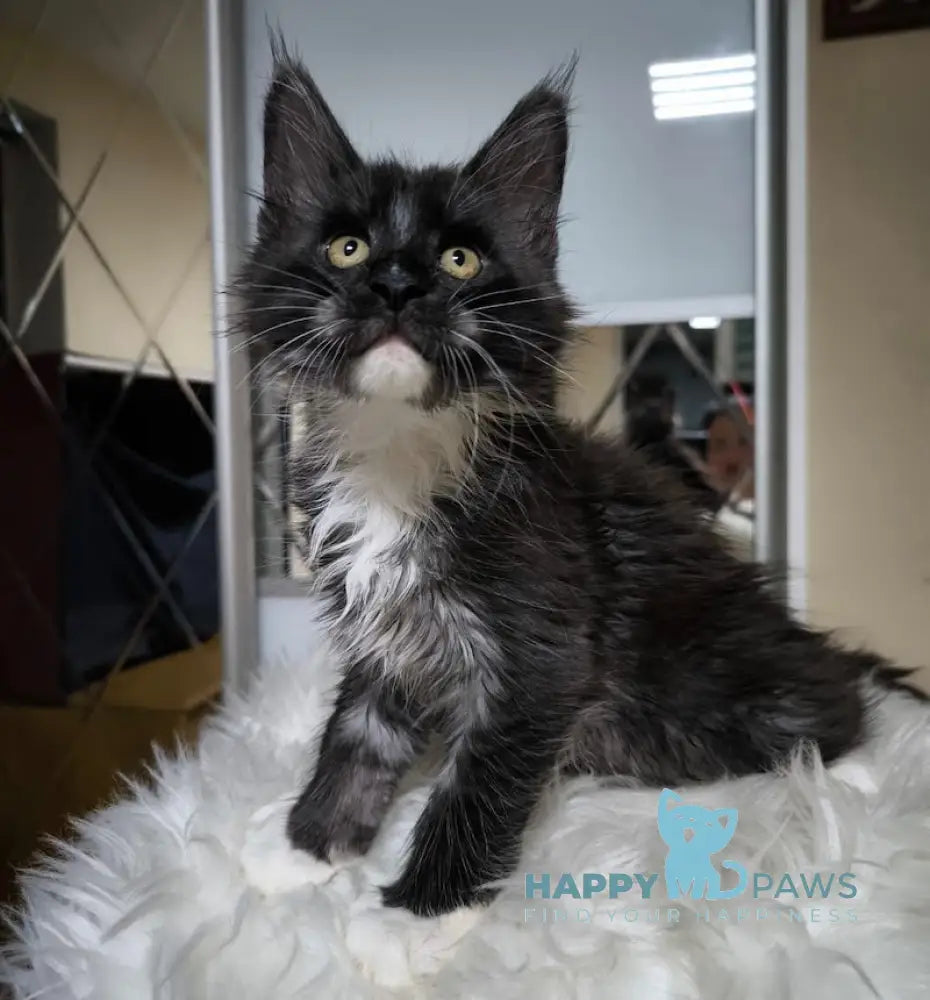 Zorro Maine Coon Male Black Silver With White Live Animals