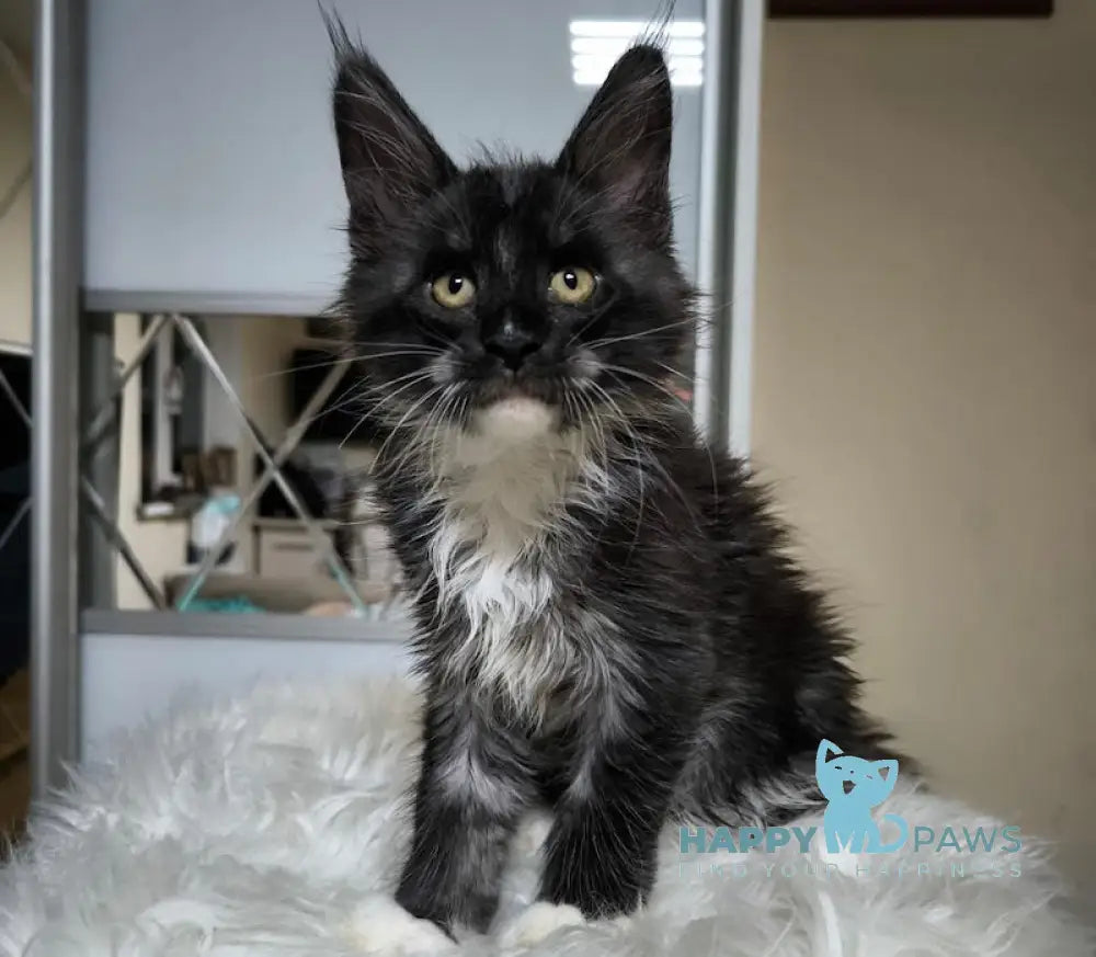 Zorro Maine Coon Male Black Silver With White Live Animals