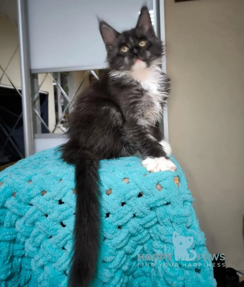 Zorro Maine Coon Male Black Silver With White Live Animals