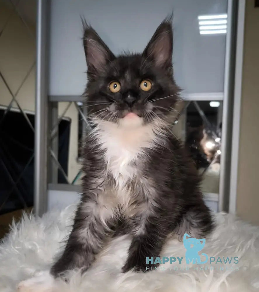 Zorro Maine Coon Male Black Silver With White Live Animals