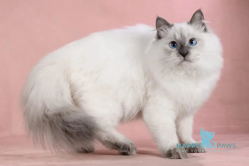 Zorro Siberian Male Blue Pointed Live Animals