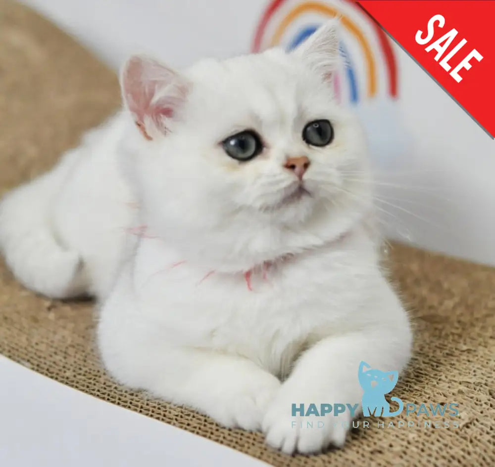 Zoryana British Shorthair Female Black Silver Shaded Live Animals