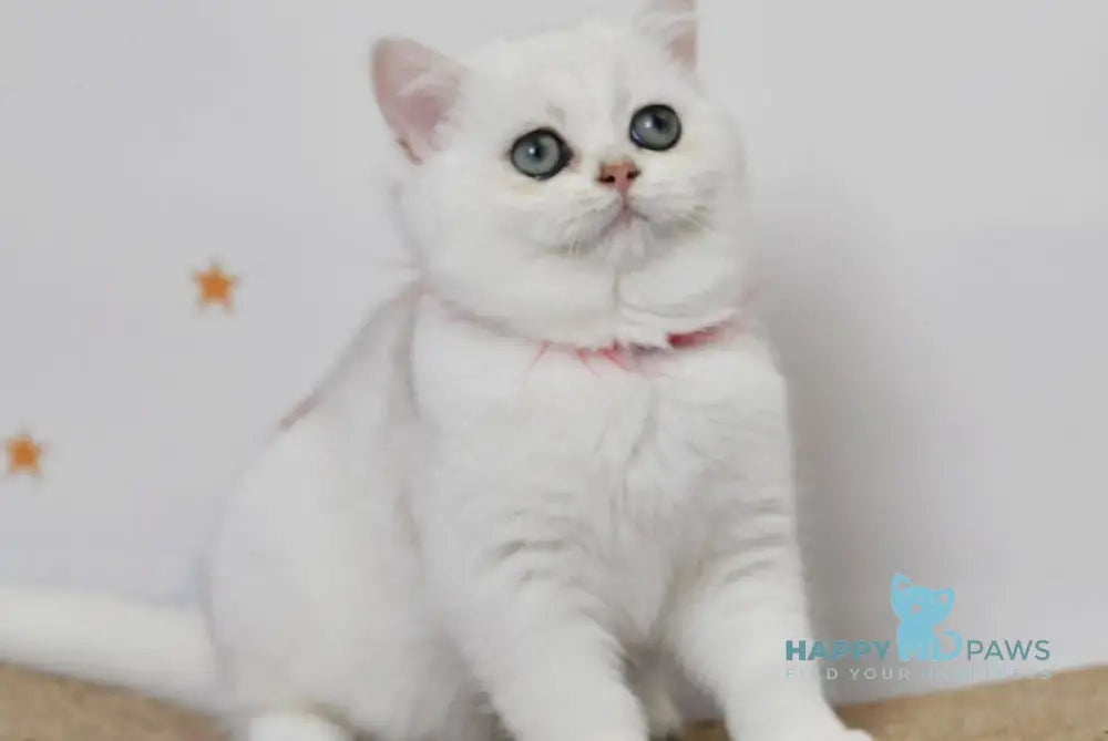 Zoryana British Shorthair Female Black Silver Shaded Live Animals