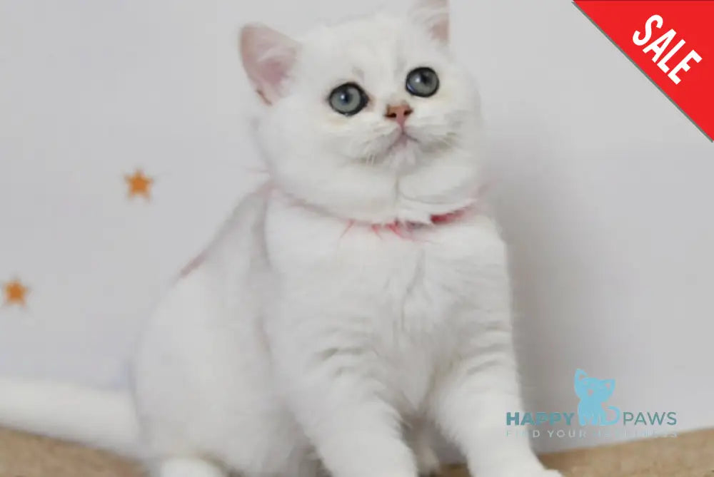 Zoryana British Shorthair Female Black Silver Shaded Live Animals