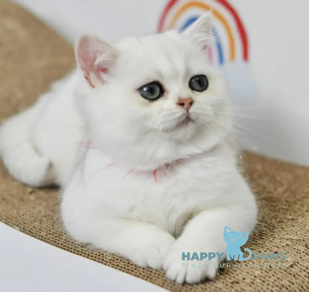 Zoryana British Shorthair Female Black Silver Shaded Live Animals