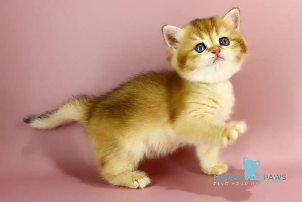 Zoyi British Shorthair Female Black Golden Chinchilla Live Animals